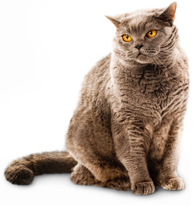 Как выбрать корзину для кошки